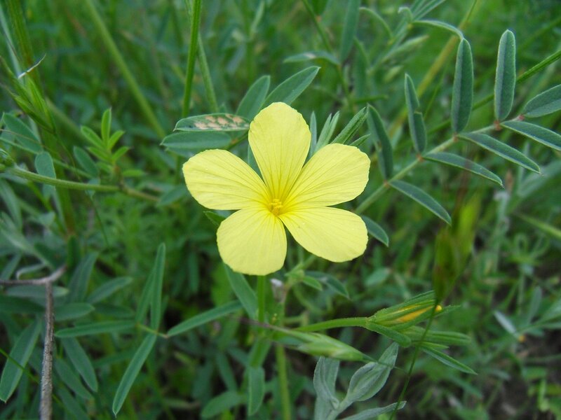 Yellow Flower in Grass — Calm, Afternoon, Photograph, Leaves