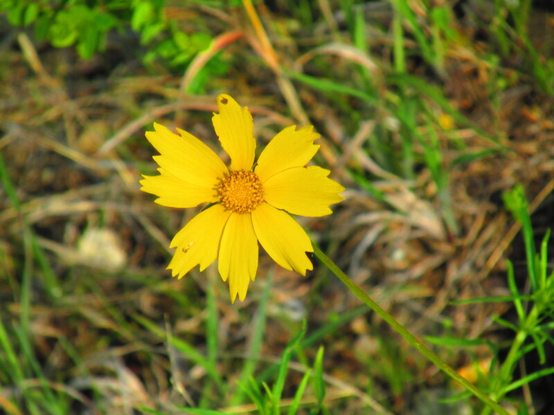 Yellow Flower in Grass — Calm, Afternoon
