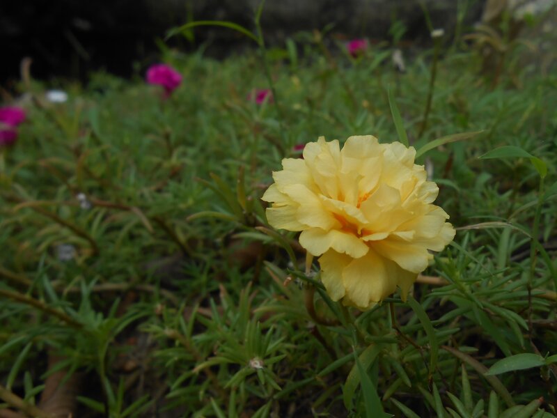 Yellow Flower in Grass — Calm, Photograph