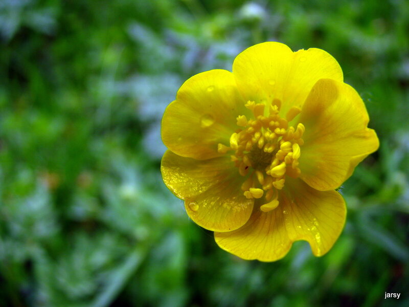 Yellow Flower in Grass — Calm