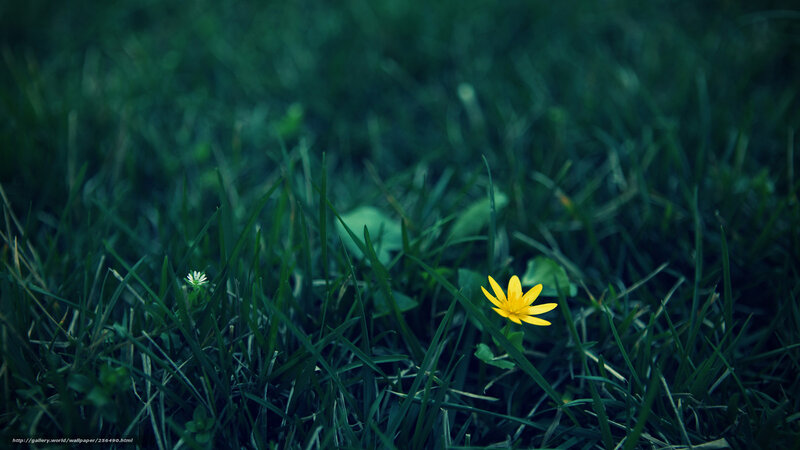Yellow Flower in Grass — Green, Calm, Photograph, Leaf