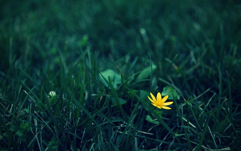 Yellow Flower in Grass — Green, Calm, Photograph