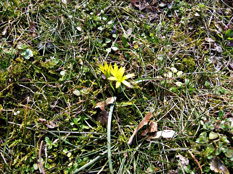 Yellow Flower in Grass — Green, Natural