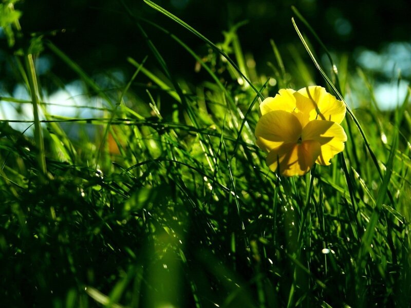 Yellow Flower in Grass — Green, Serene, Afternoon, Photograph