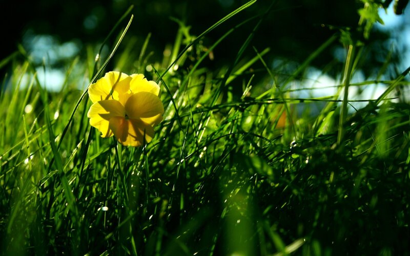 Yellow Flower in Grass — Green, Serene, Morning, Photograph
