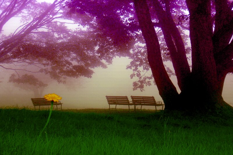 Yellow Flower in Grass — Green, Serene, Morning