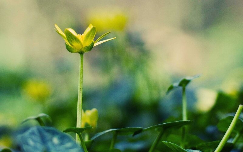 Yellow Flower in Grass — Green, Serene, Spring, Photograph