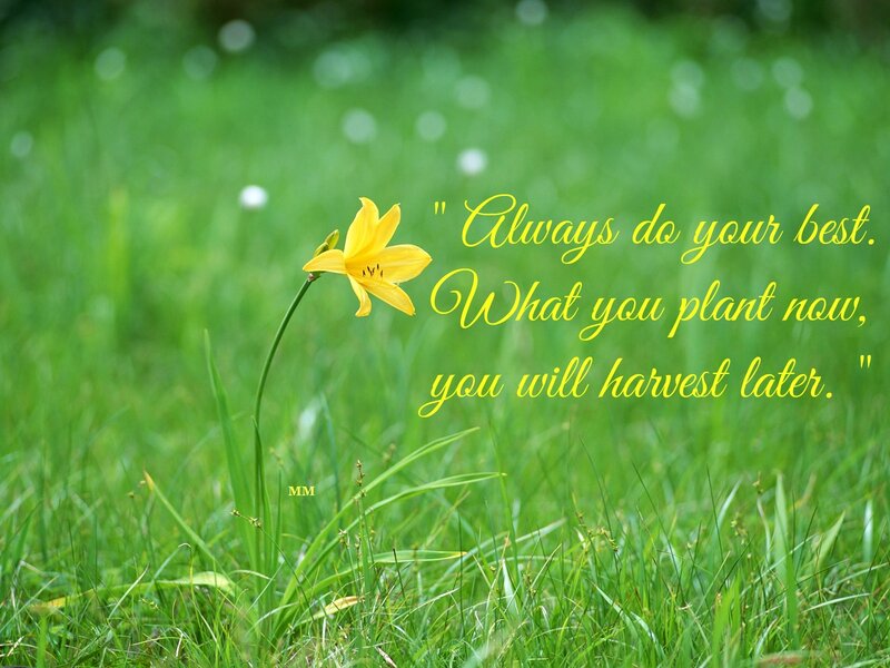 Yellow Flower in Grass — Green, Serene, Spring