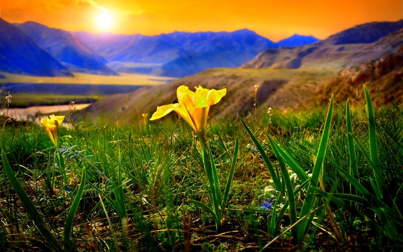 Yellow Flower in Grass — Green, Serene
