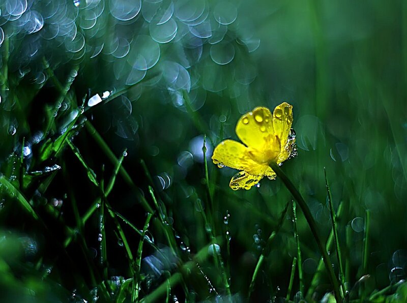 Yellow Flower in Grass — Green