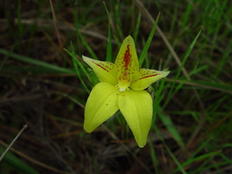 Yellow Flower in Grass — Natural, Photograph