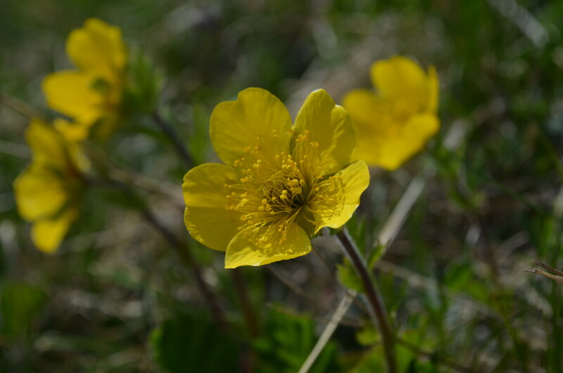 Yellow Flower in Grass — Natural, Spring