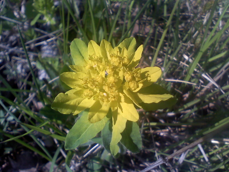Yellow Flower in Grass — Natural