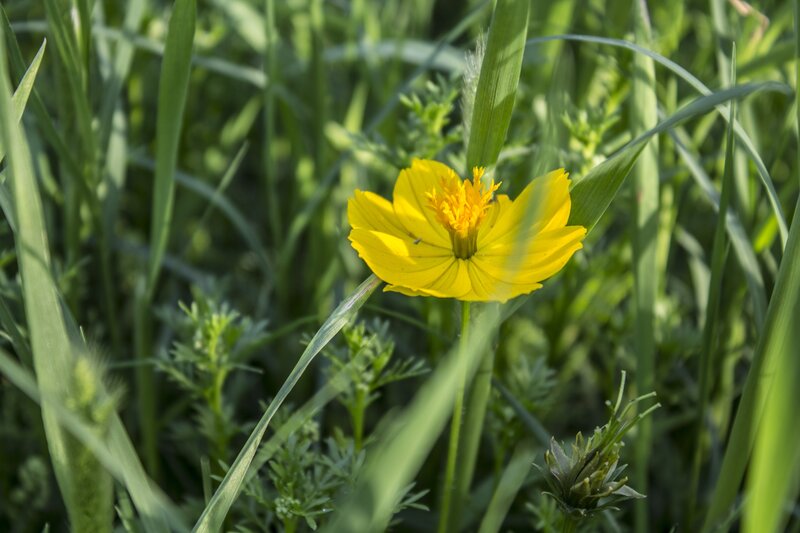 Yellow Flower in Grass — Serene, Green
