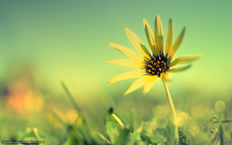 Yellow Flower in Grass — Serene, Morning