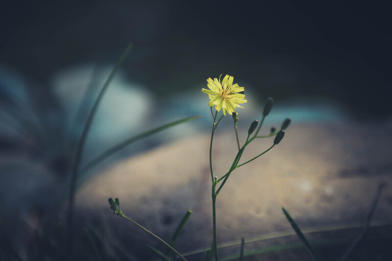 Yellow Flower in Grass — Serene, Photograph, Buds