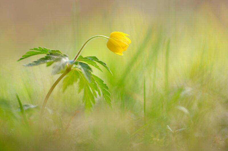 Yellow Flower in Grass — Serene, Spring