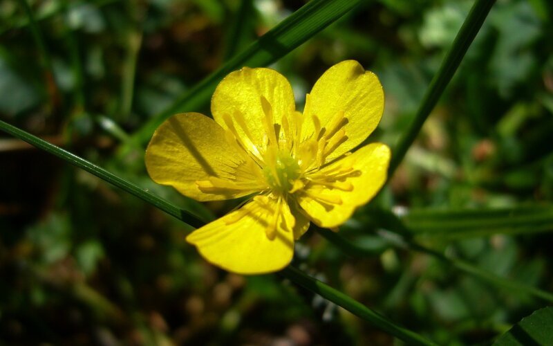 Yellow flower in grass