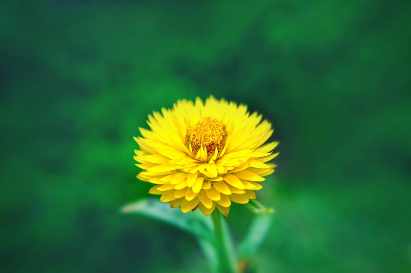 Yellow flower in green background