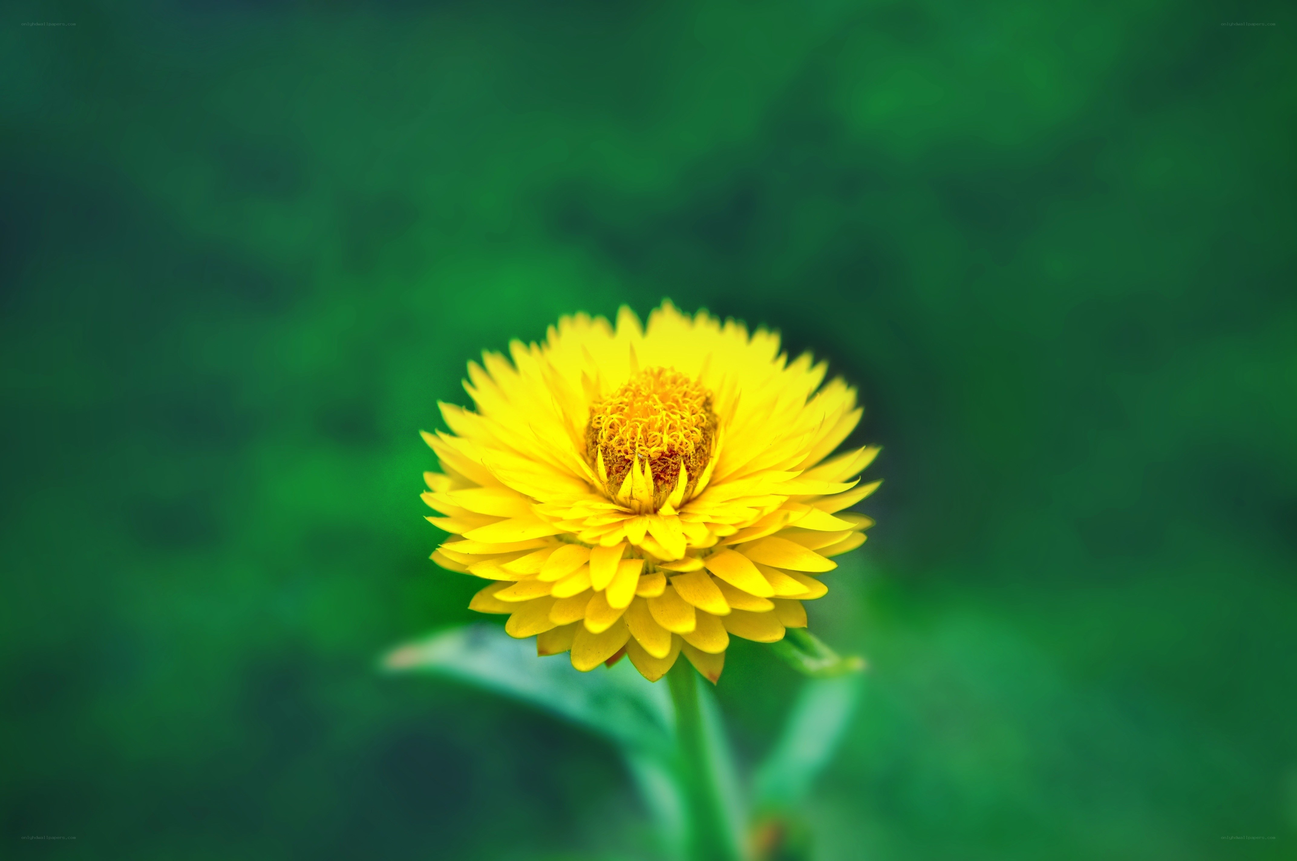 Yellow flower in green background