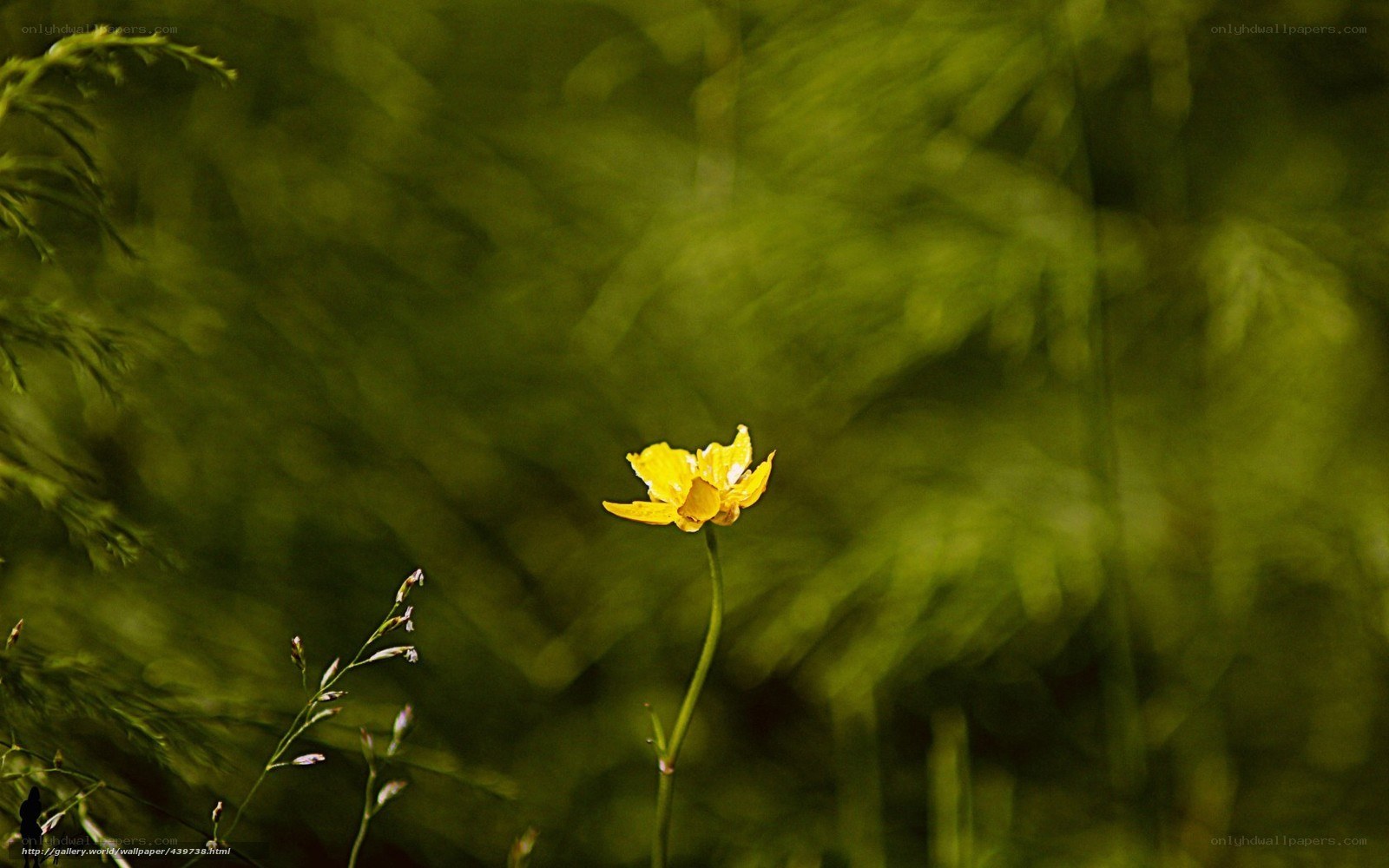Yellow flower in green field