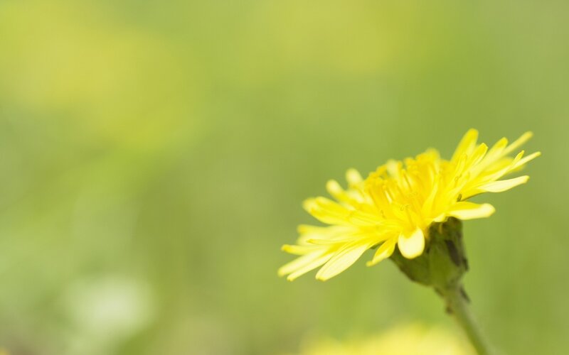 Yellow flower in green field