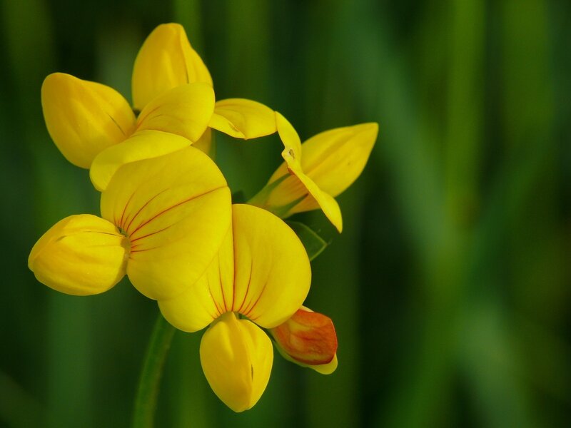 Yellow flower in green field