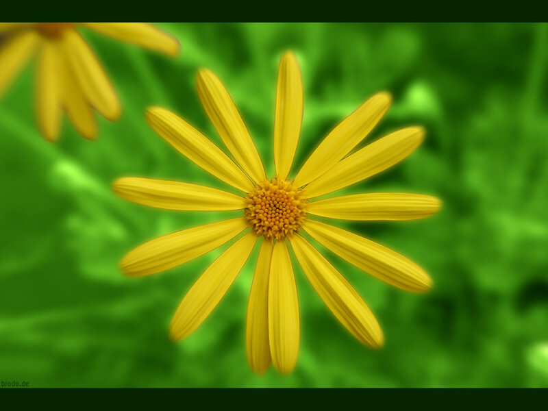 Yellow flower in green field