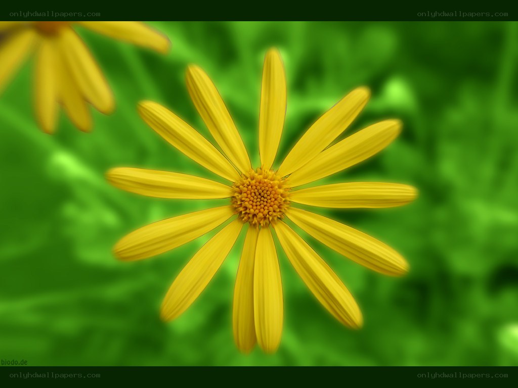 Yellow flower in green field