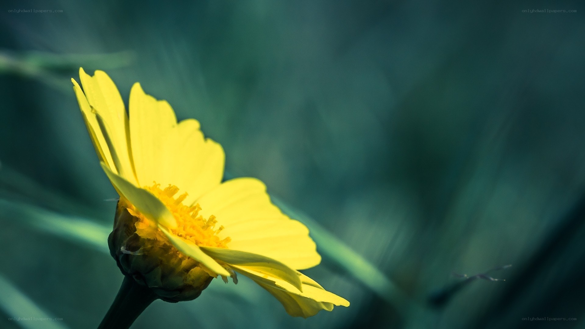 yellow flower in green field