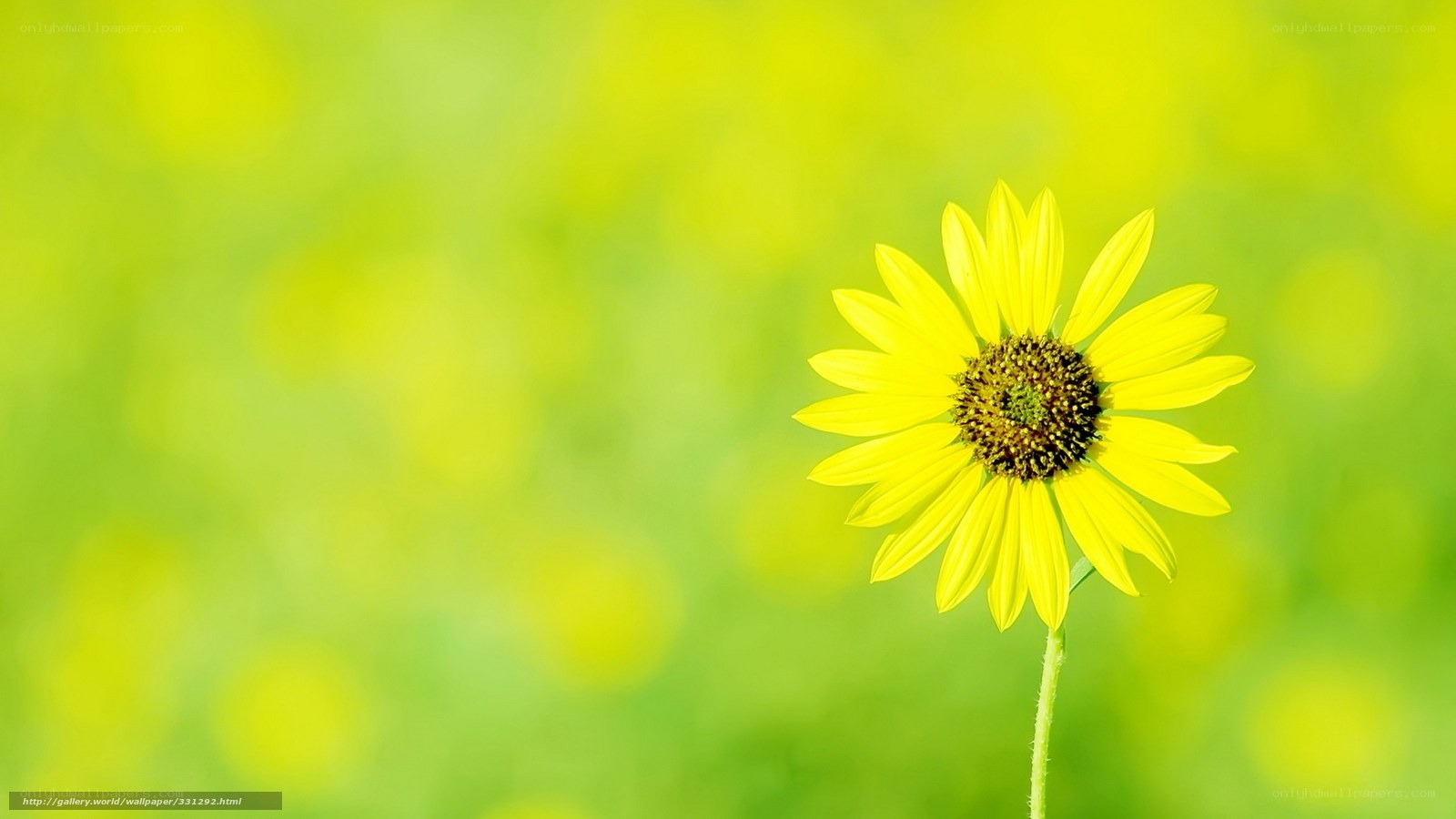 Yellow flower in green field