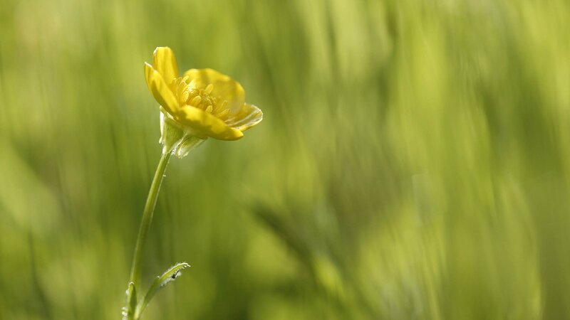 Yellow flower in green field