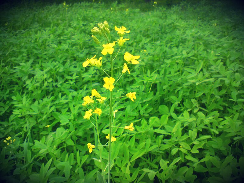 Yellow Flower in Green Field — Calm