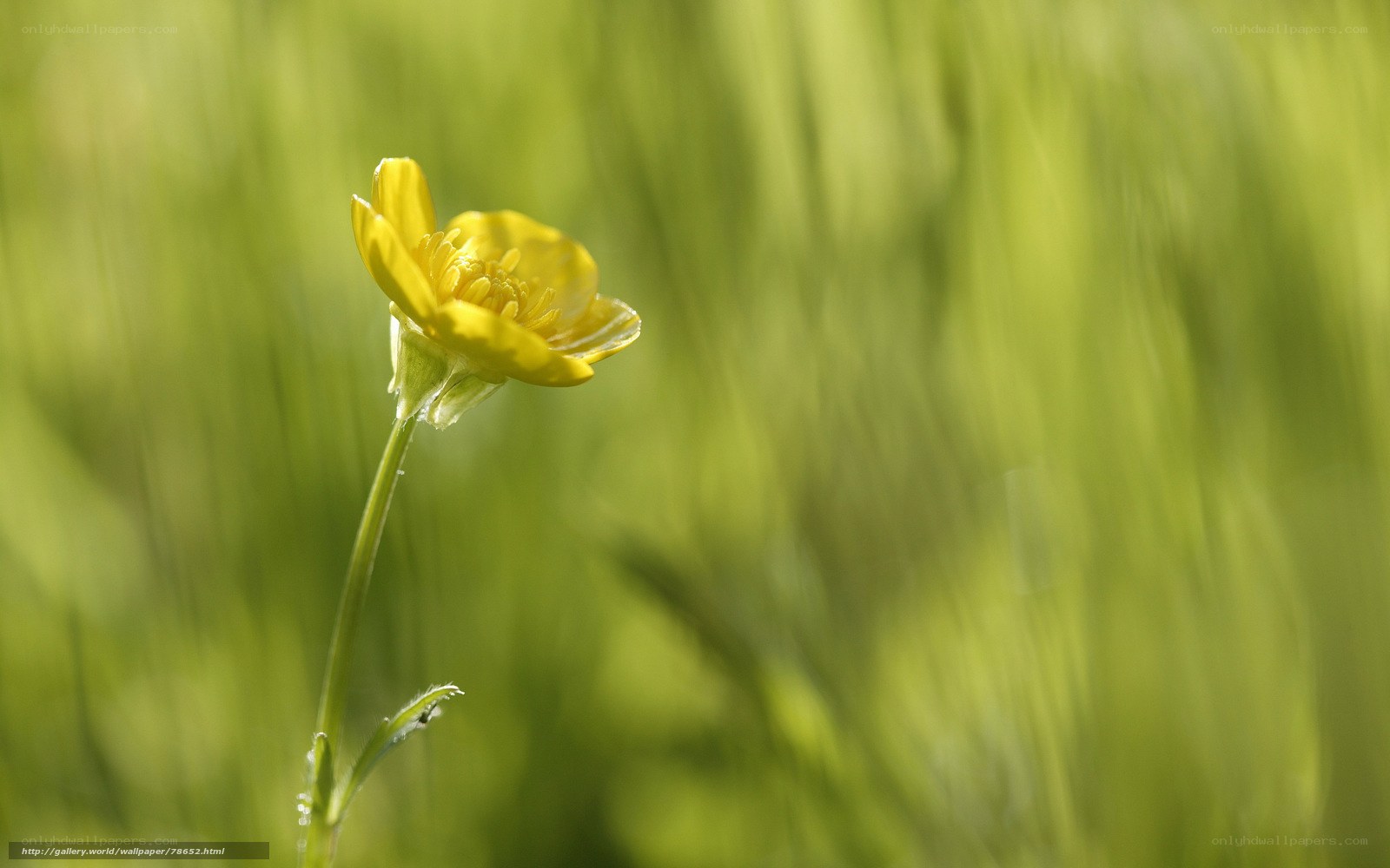 Yellow flower in green field