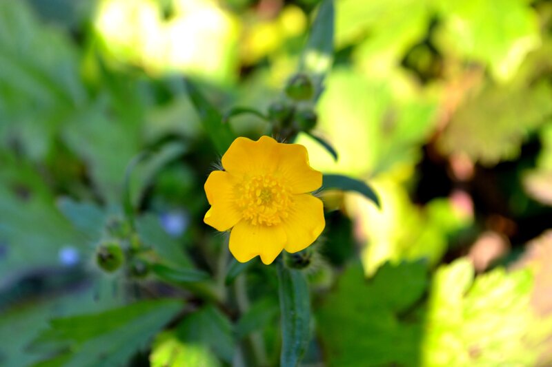 yellow flower in green foliage