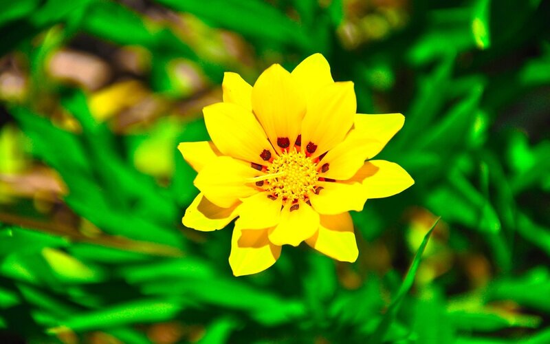 yellow flower in green foliage