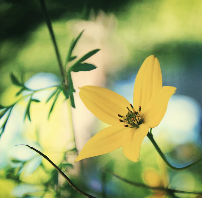 yellow flower in green foliage