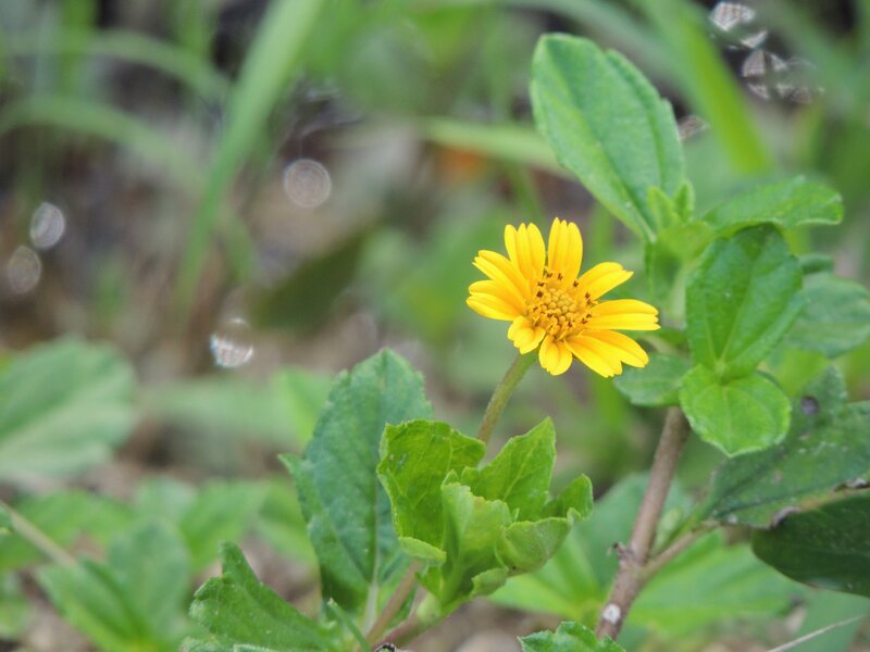 Yellow flower in green foliage