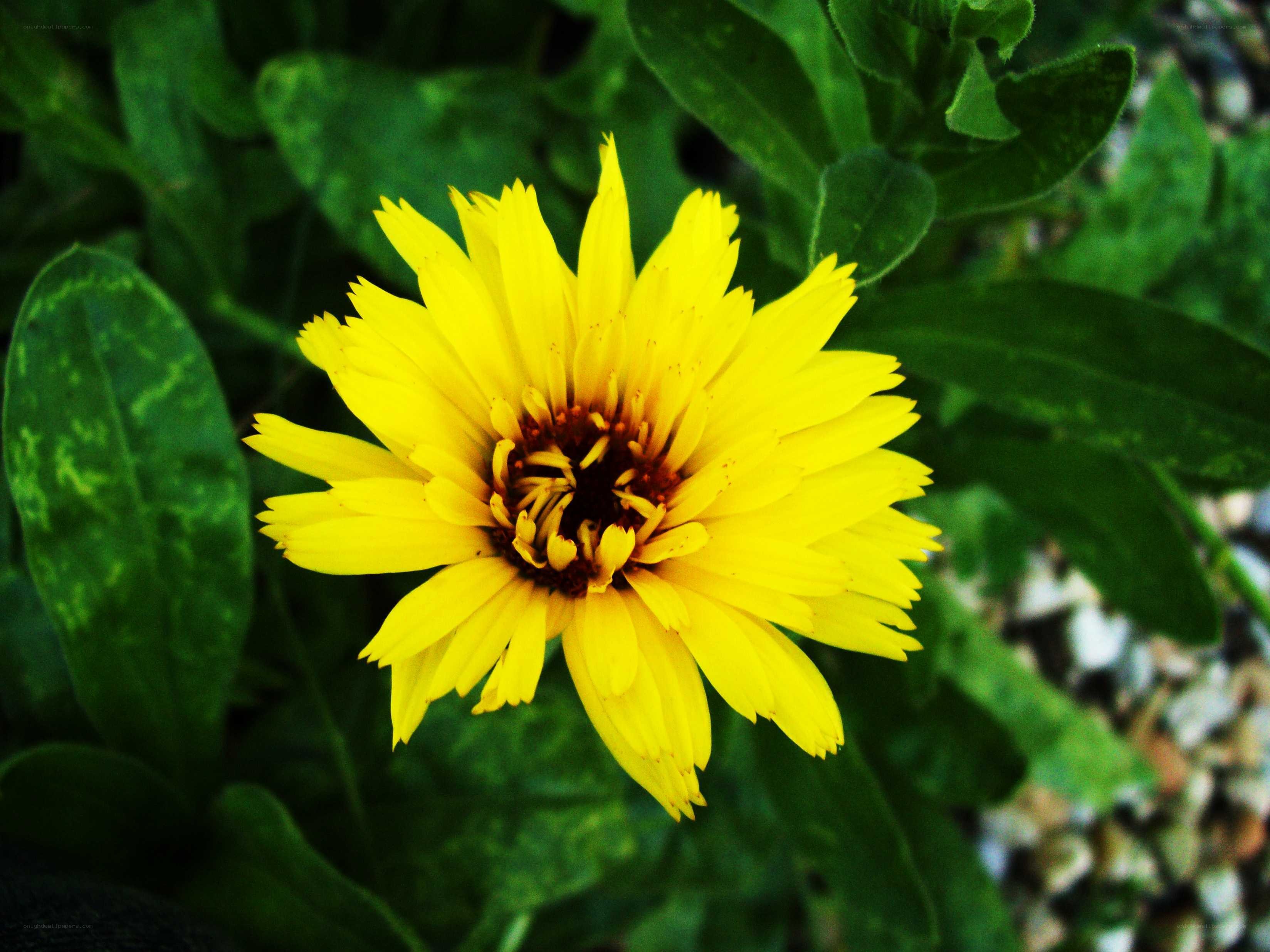 yellow flower in green foliage