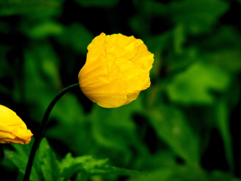 Yellow flower in green foliage