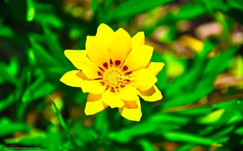 Yellow flower in green foliage