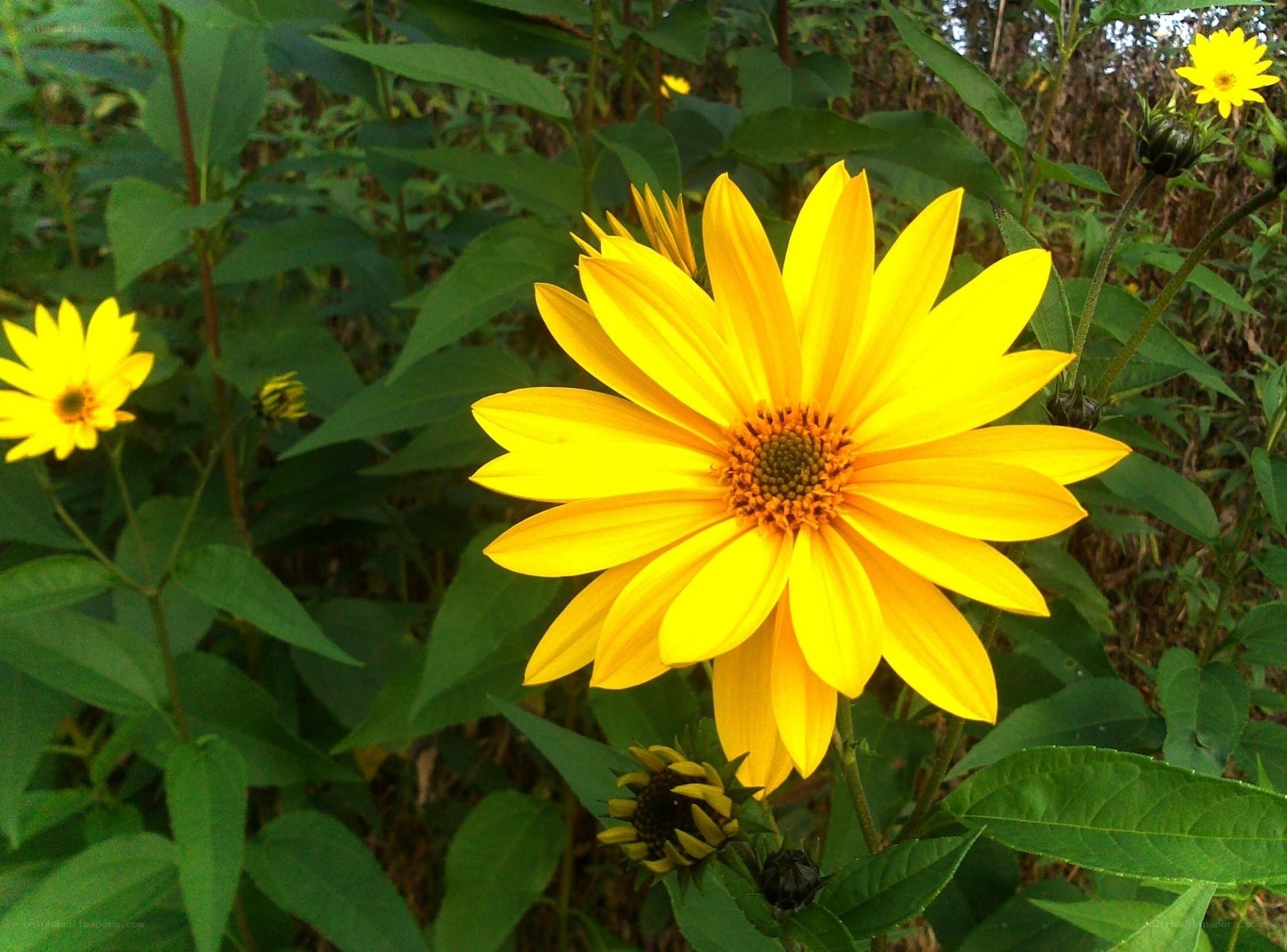 Yellow flower in green foliage