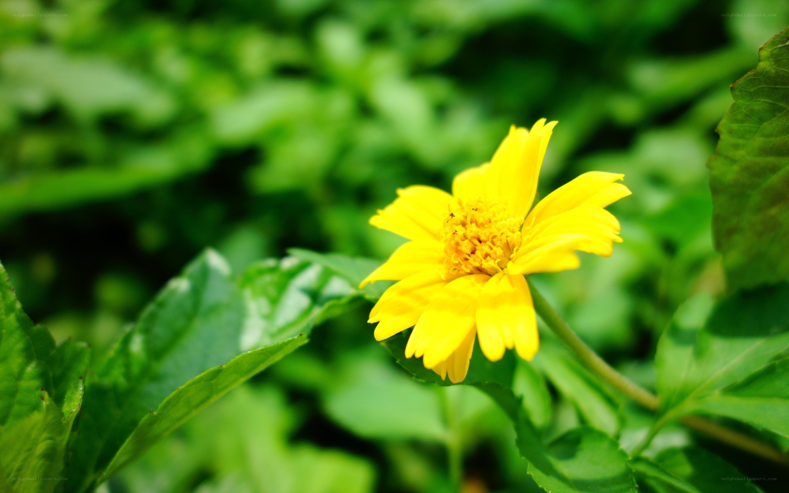 yellow flower in green foliage