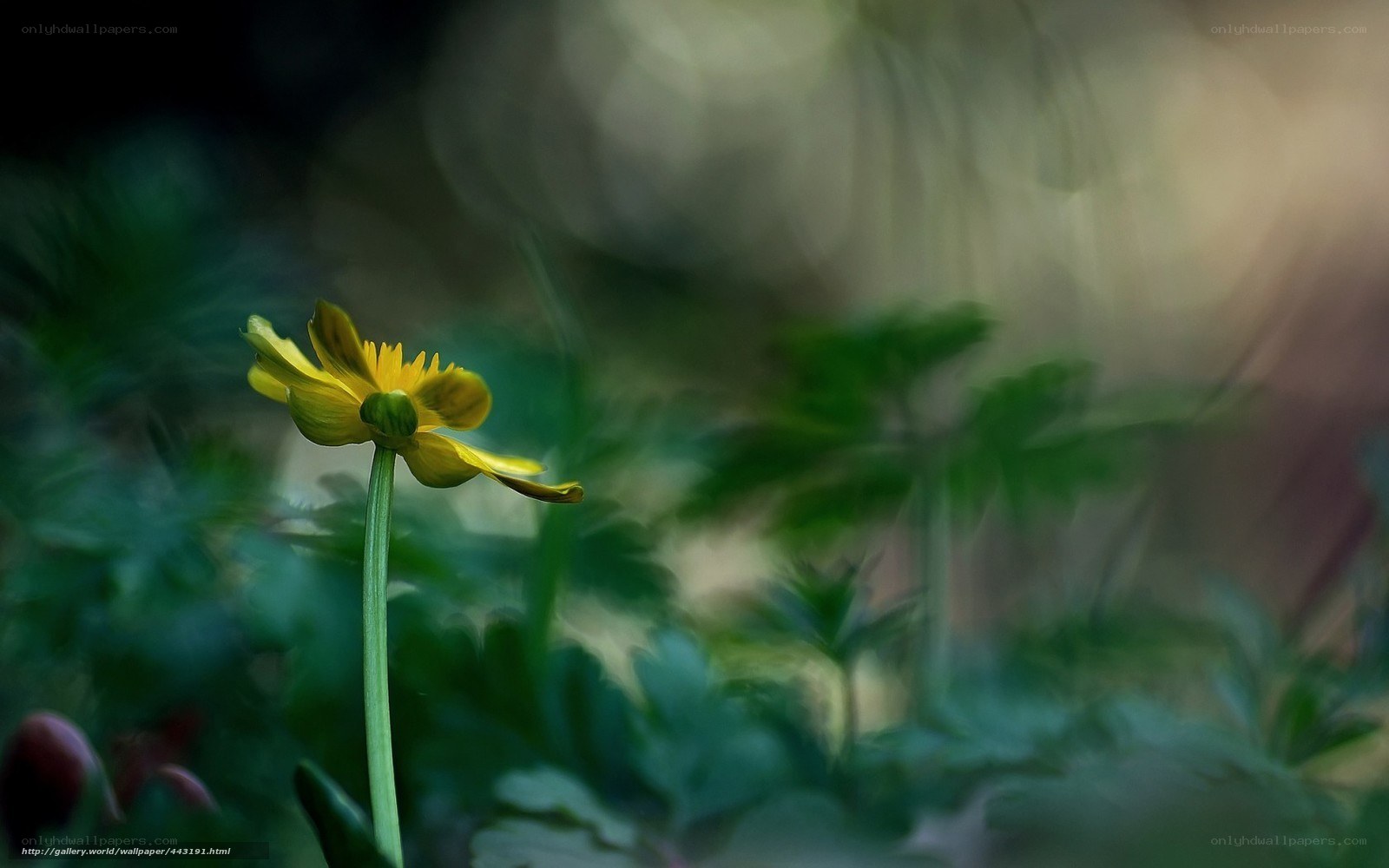 Yellow flower in green foliage