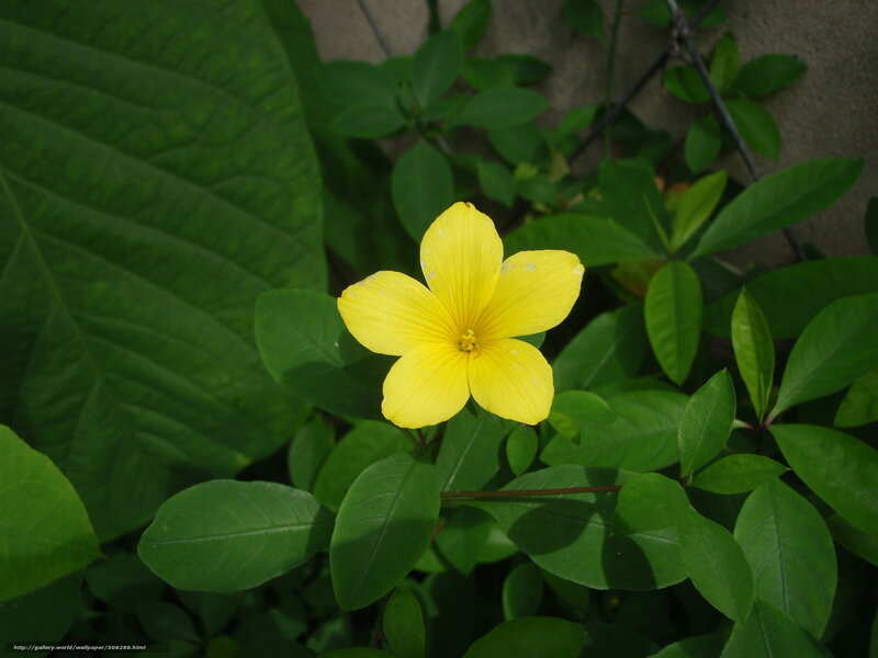 Yellow flower in green foliage