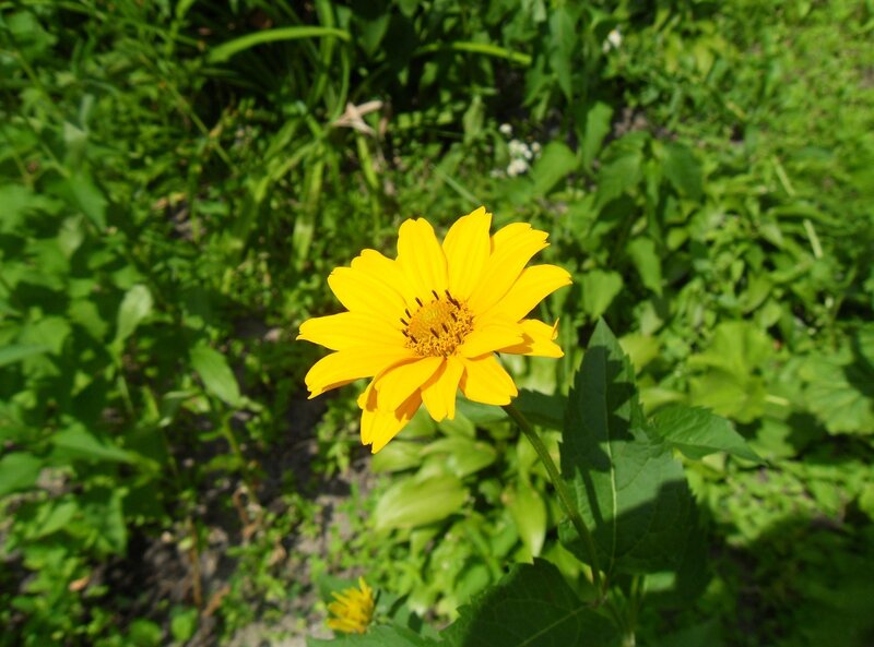 yellow flower in green garden