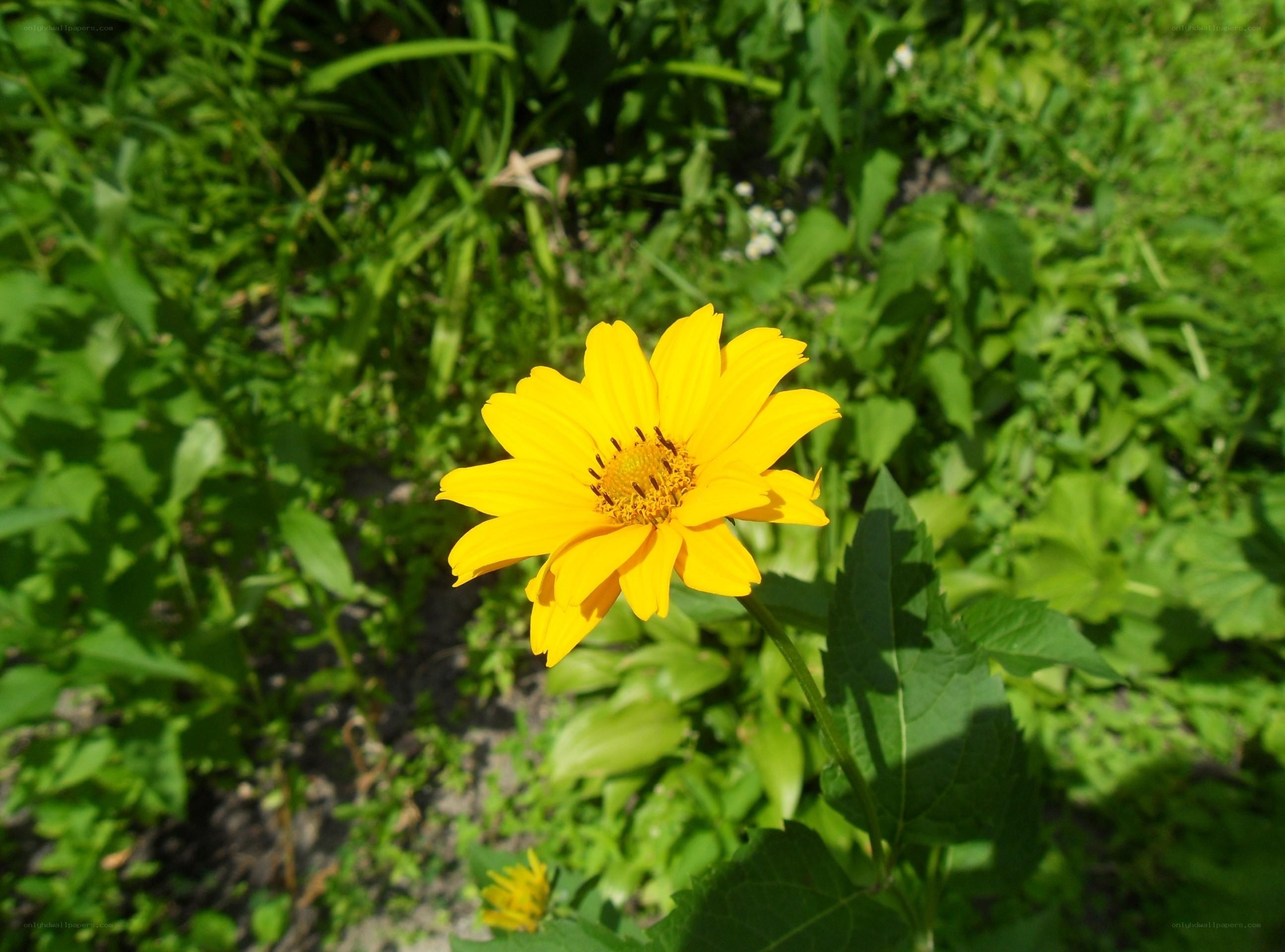 yellow flower in green garden