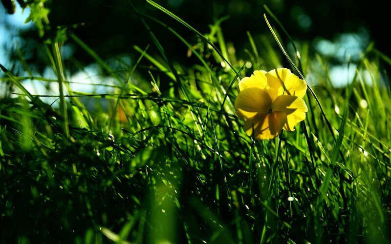 Yellow flower in green grass