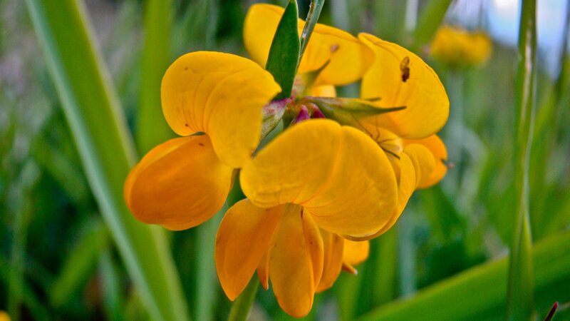 yellow flower in green grass