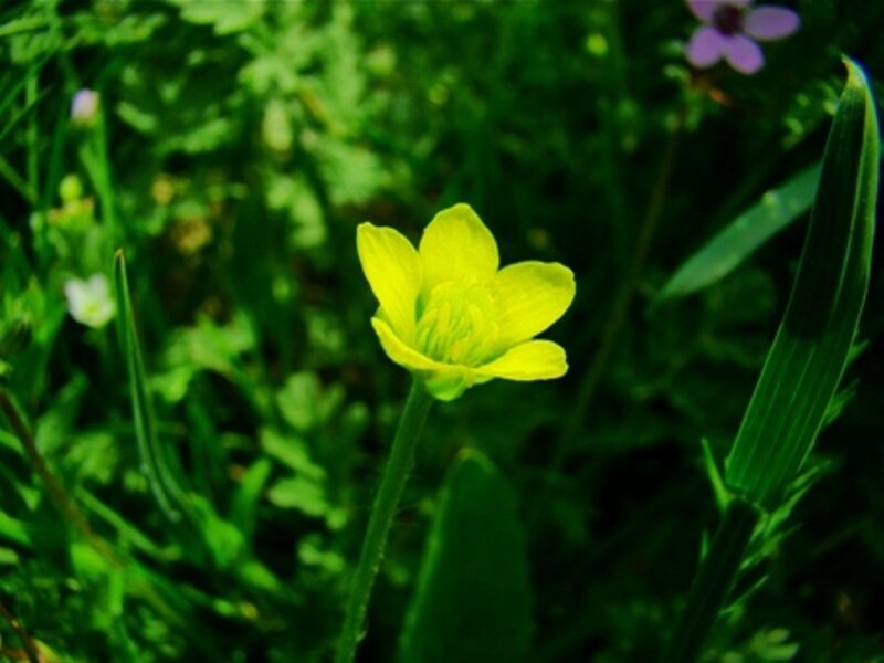 Yellow flower in green grass